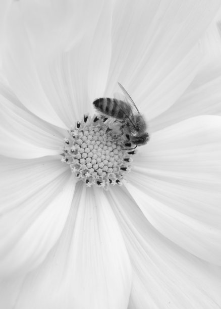 一只蜜蜂栖息在白色花朵上的特写照片图片下载