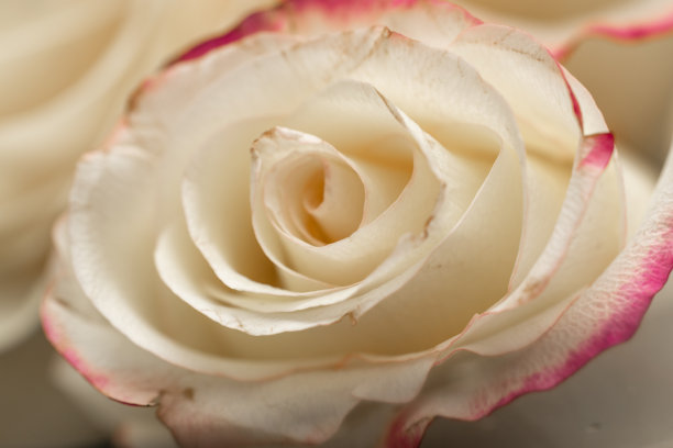 黄色美丽的玫瑰表面滴着露珠。玫瑰的背景。屏幕保护程序,明信片。图片下载