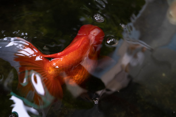 美丽迷人的金鱼。图片下载