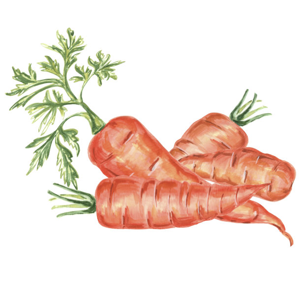 胡萝卜水彩画。手绘水彩插图JPEG设计，织物，包装纸，壁纸，封面，贺卡，服装，纺织品，刺绣上的印刷品。图片下载