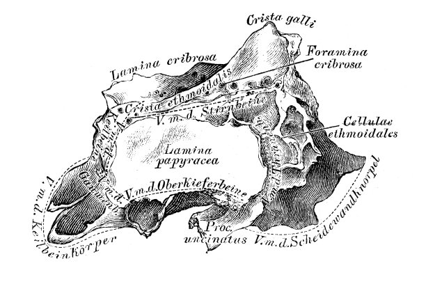 筛骨，从外面看图片下载