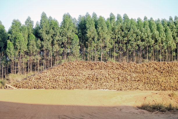 农场里的桉树原木。图片下载