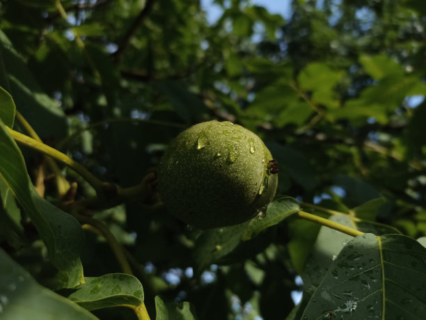 核桃，波斯核桃，英国核桃，喀尔巴阡核桃，马德拉核桃图片下载