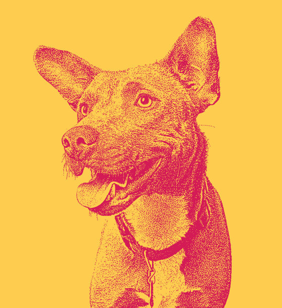 蓝希勒犬，博德牧羊犬，杂交犬动物收容所的杂交犬，希望被收养图片下载