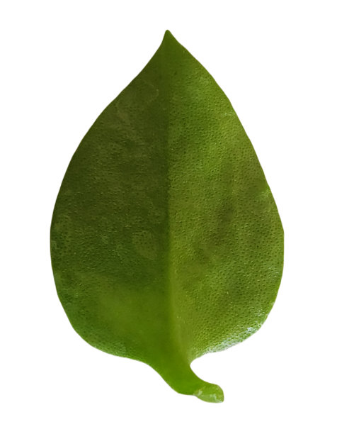 在白色的背景下，Aptenia cordifolia叶子的下侧呈现出淡绿色色调，补充了充满活力的顶部，增加了植物的视觉吸引力。图片下载