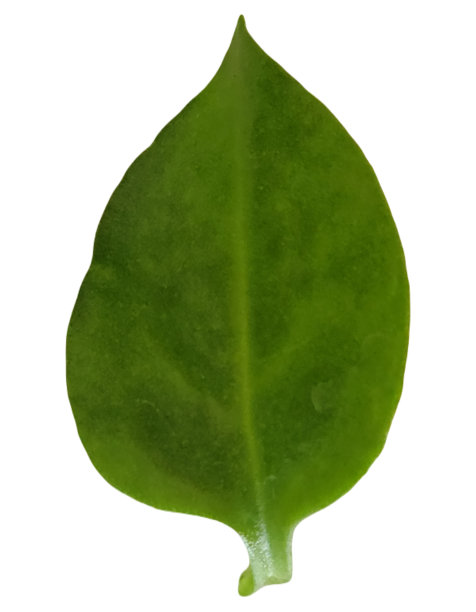 在白色的背景下，堇青藤叶子的顶部呈现出光滑而鲜艳的绿色色调，增强了植物的吸引力，突出了它的心形特征。图片下载