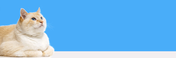 横幅大美丽的猫躺着，抬头看，青色背景图片下载