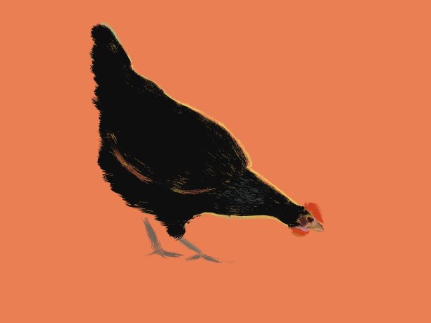 一只黑色的鸡在橙色的背景上，这是一幅风景如画的插图图片下载