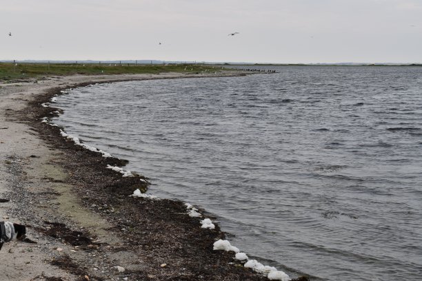 一个海湾，一个狗头和海鸥。图片下载