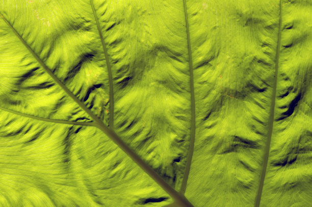 有象耳叶、芋头叶纹理、野芋、背光拍摄。自然背景。图片下载