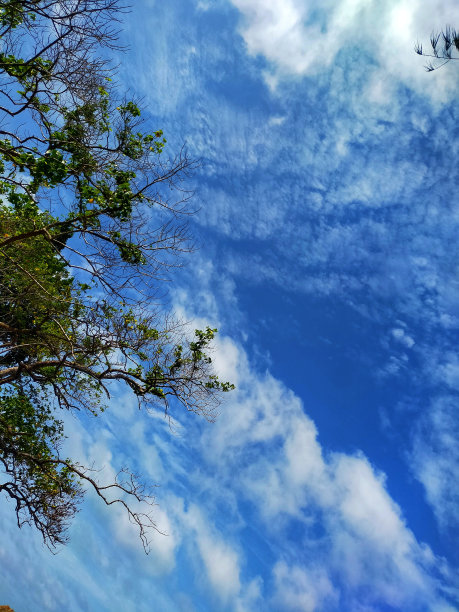 摄影图片有树、山、丁香、岩石、天空、大海、大海图片下载