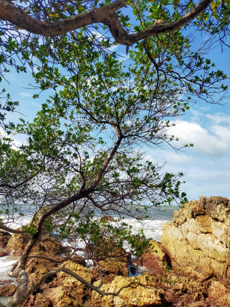 摄影图片有树、山、丁香、岩石、天空、大海、大海图片下载
