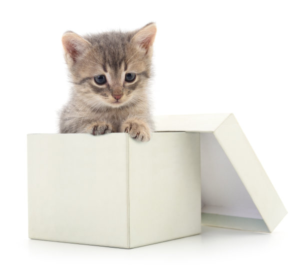 纸板箱里的小猫。图片下载