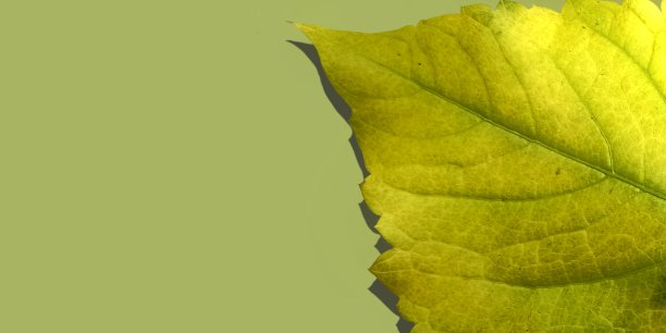 秋天抽象背景叶绿色背景模板横幅网页图片下载