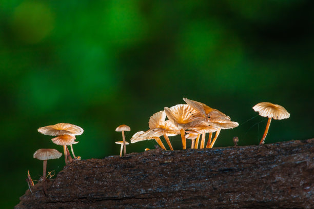 亚洲雨林中古老木头上的白色野生蘑菇图片下载