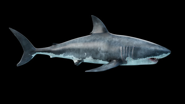 孤立的大白鲨在游泳图片下载