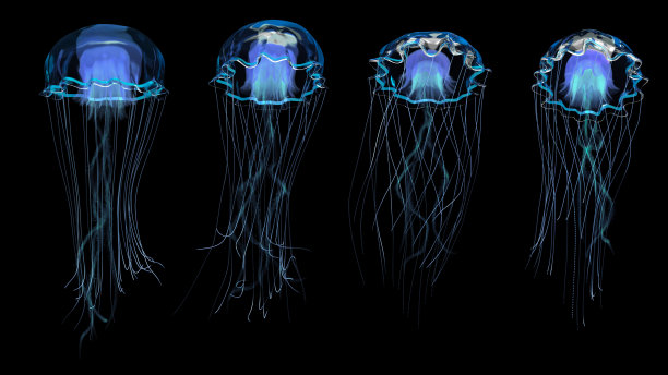 蓝水母游泳图片下载