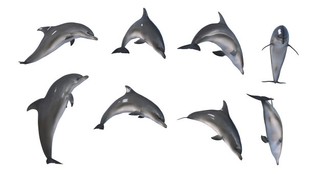 海豚跳跃在白色背景上的混合图片下载