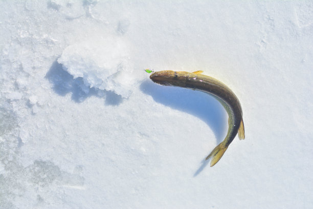 冬天鱼，寒冷季节活动，背景复制空间图片下载