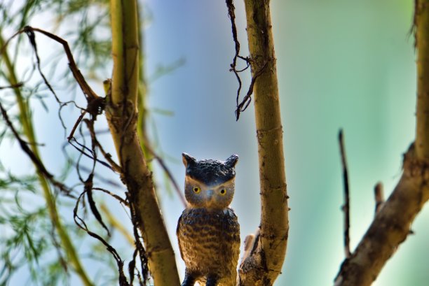野外人偶图片下载