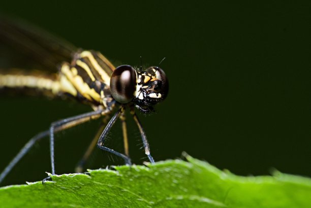 微距照片蜻蜓图片下载