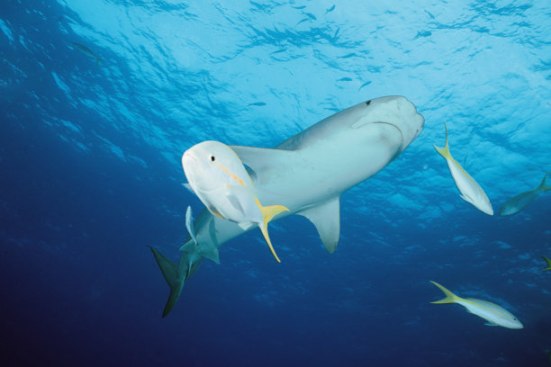 大鱼和小鱼图片下载