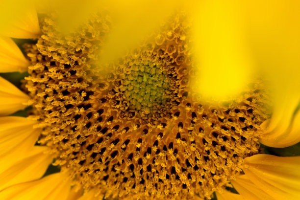 美丽的黄色向日葵特写。夏季花卉背景与选择聚焦微距拍摄明亮的向日葵。图片下载