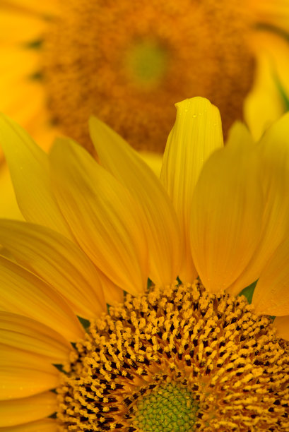 美丽的黄色向日葵特写。夏季花卉背景与选择聚焦微距拍摄明亮的向日葵。图片下载