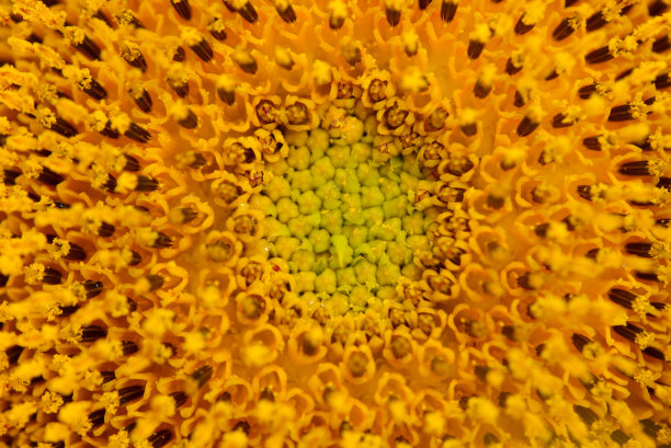 美丽的黄色向日葵特写。夏季花卉背景与选择聚焦微距拍摄明亮的向日葵。图片下载