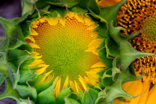 美丽的黄色向日葵特写。夏季花卉背景与选择聚焦微距拍摄明亮的向日葵。图片下载