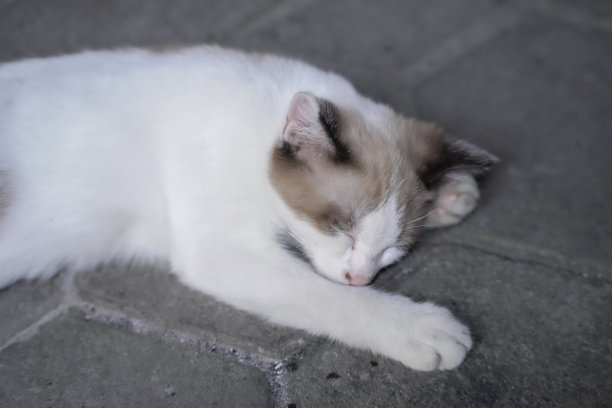 在地板上舒适的猫式睡觉图片下载