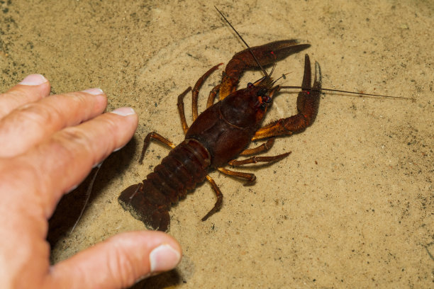 一名男子在湖中捕捉小龙虾，特写照片。图片下载