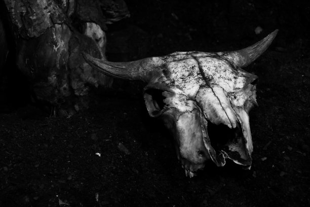 地面上动物头骨的特写图片下载
