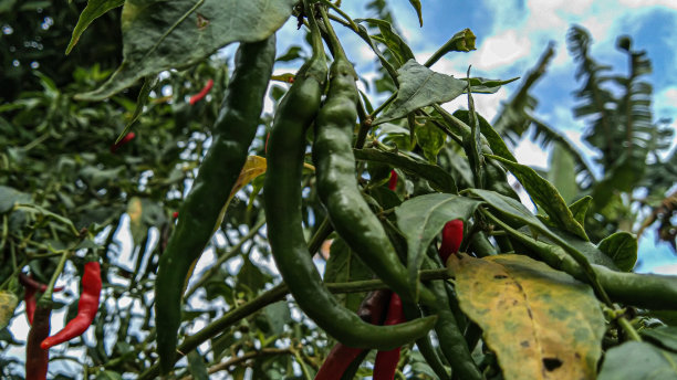 在自我管理的花园中出现了绿辣椒图片下载