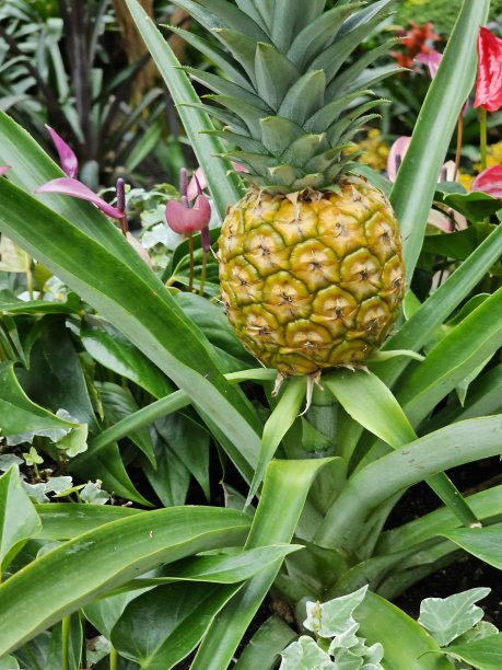 Gaylord Opryland度假村及会议中心热带花园菠萝田纳西州纳什维尔州图片下载