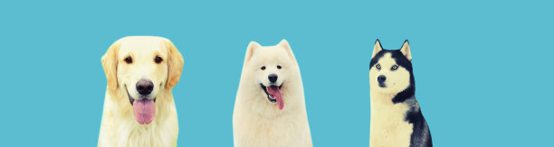 设置不同的快乐狗，金毛猎犬，萨摩耶和哈士奇隔离在蓝色的工作室背景图片下载