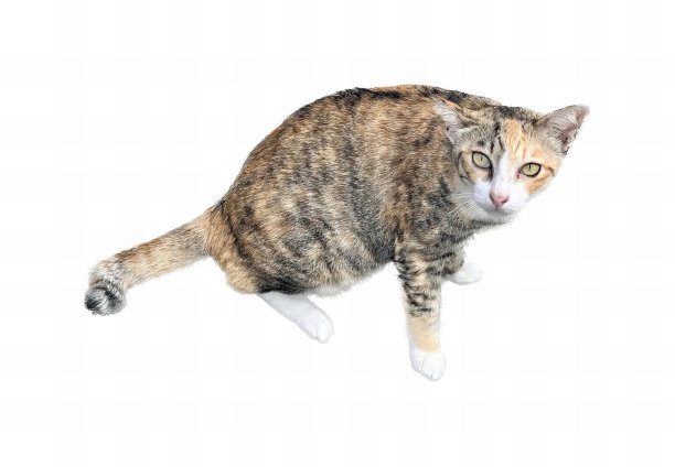 一张照片上一只猫正坐在白色的表面上，还有一只猫正坐在地上看什么东西。图片下载