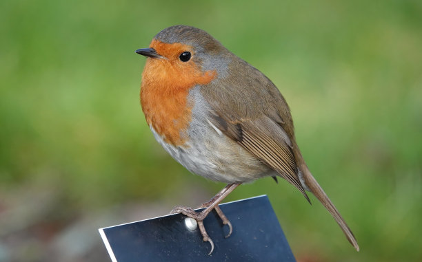 一只美丽的欧洲知更鸟，在一个正式的花园里。图片下载