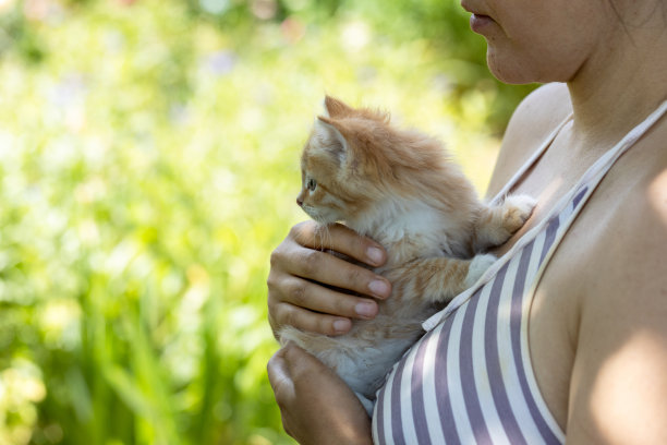 小可爱的红发小猫在女人的胸前。护理的概念图片下载