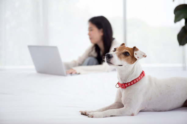 美丽年轻的亚洲女人微笑着坐在笔记本电脑上工作，在家里的卧室里与伴侣狗舒适地上网，女人用笔记本休闲与宠物，生活方式的概念。图片下载