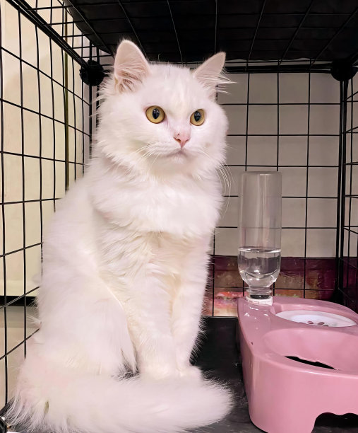 一张照片上一只白猫坐在粉红色碗旁边的桌子上，有一只白猫坐在粉红色碗旁边的桌子上。图片下载