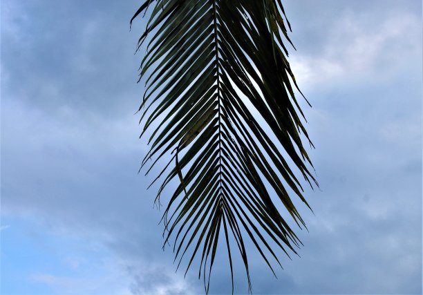 棕榈树图片下载