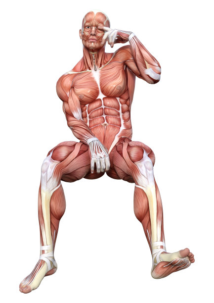 3D渲染男性解剖图上的白色图片下载