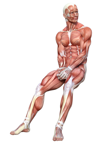 3D渲染男性解剖图上的白色图片下载