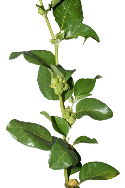 Withania somnifera (Ashwagandha)是一种分离的背景药材图片下载