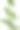 Withania somnifera (Ashwagandha)是一种分离的背景药材图片下载