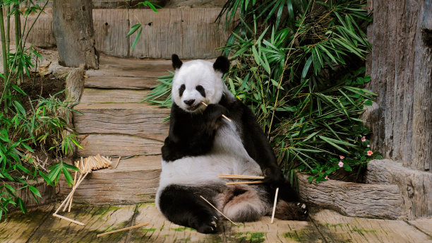懒熊猫吃竹笋。图片下载