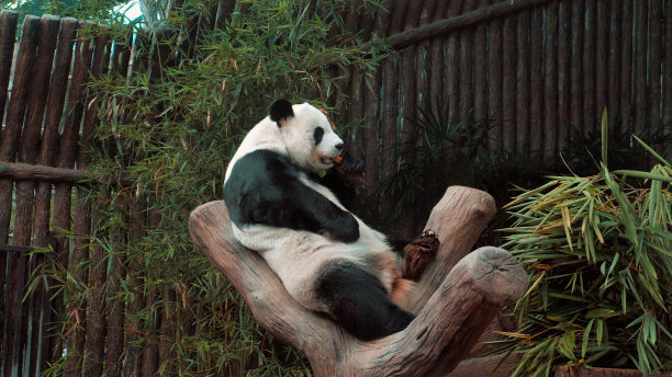 动物园里的大熊猫正在吃竹笋。图片下载