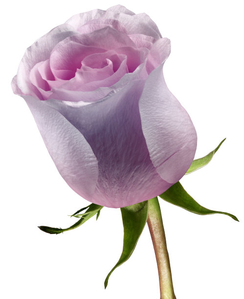 紫色玫瑰花在白色孤立的背景与剪辑路径。特写镜头。为设计。大自然。图片下载