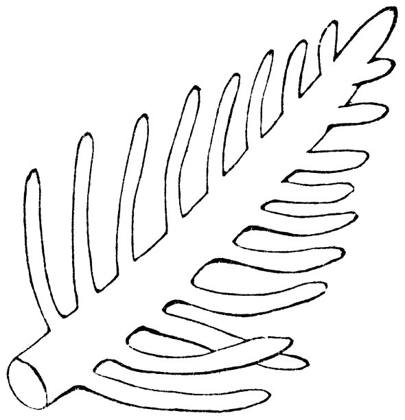 白毛藻绿藻植物分枝- 19世纪图片下载